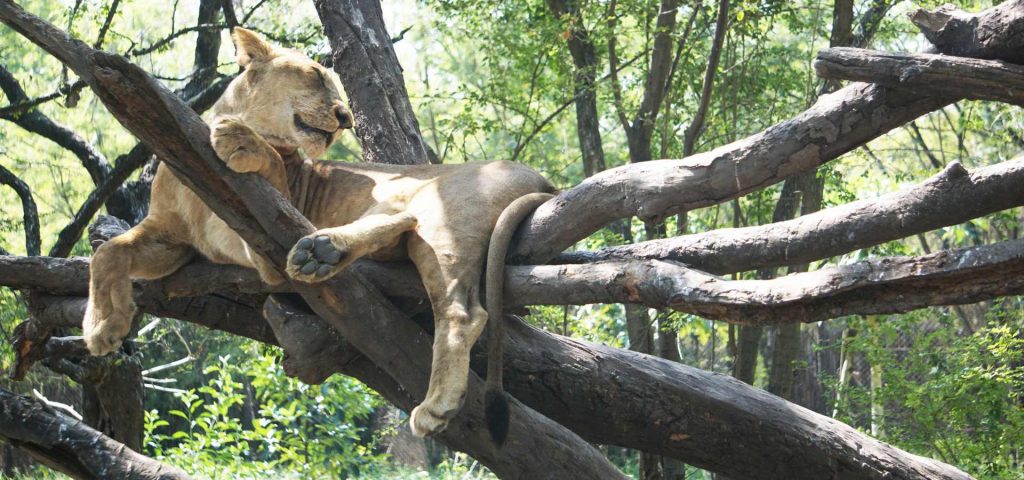2 week Tanzania safari