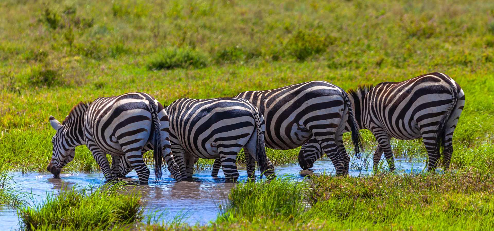 Zebra in Serengeti National Park Tanzania