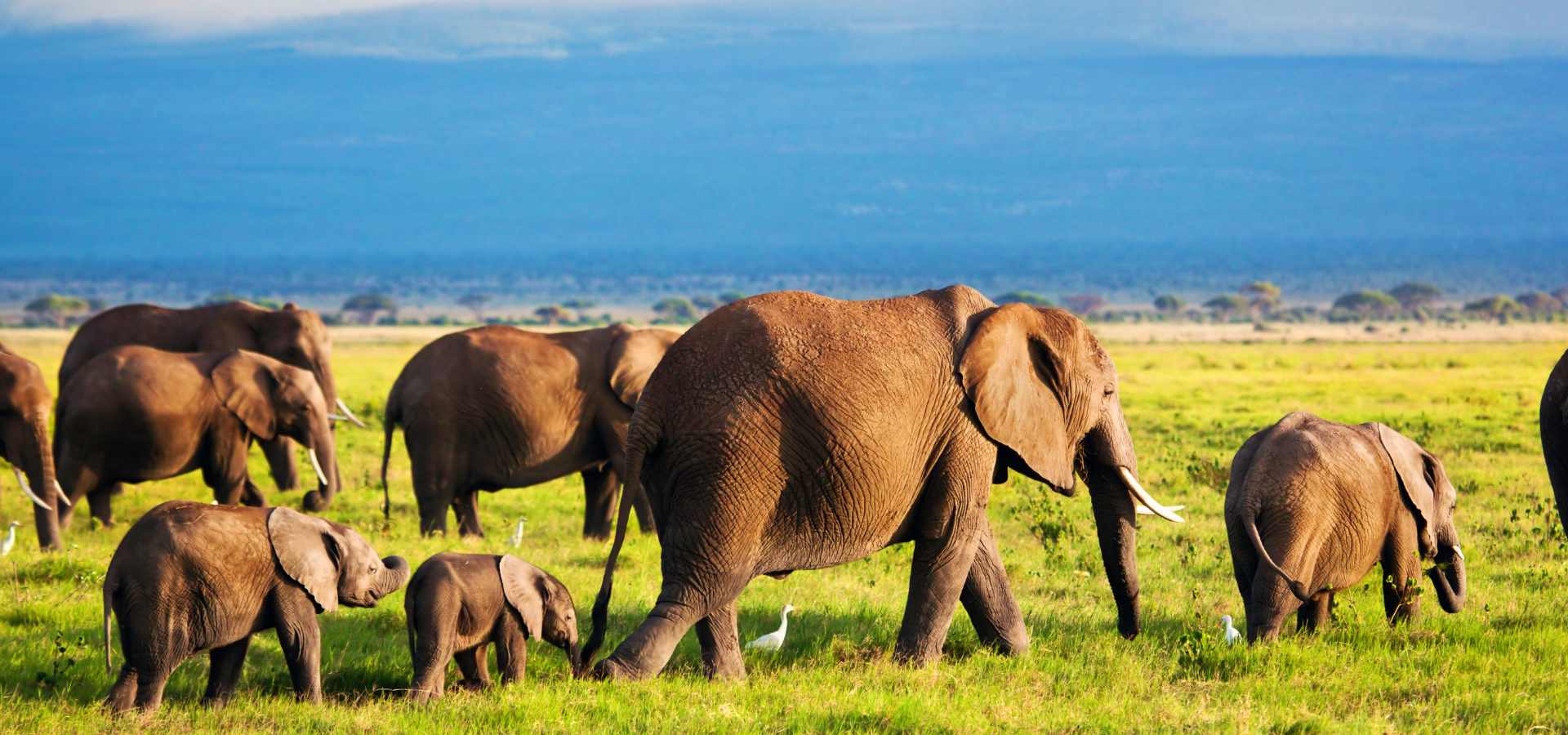 Elephant herds in Tanzania safari landscape