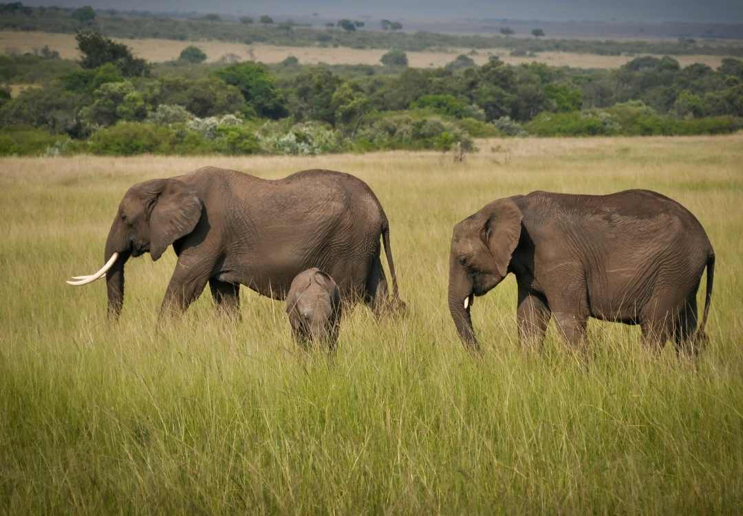 African elephants in Serengeti landscape