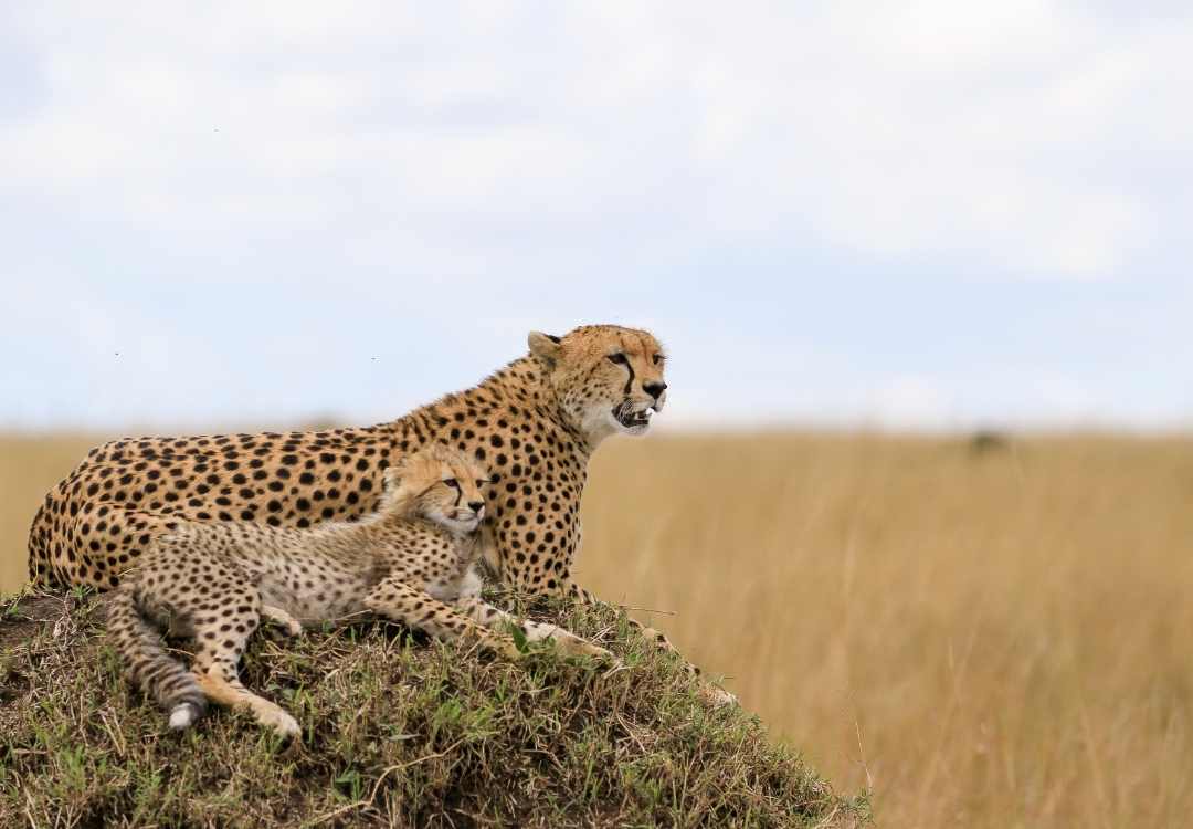 Cheetahs in Maasai Mara Kenya