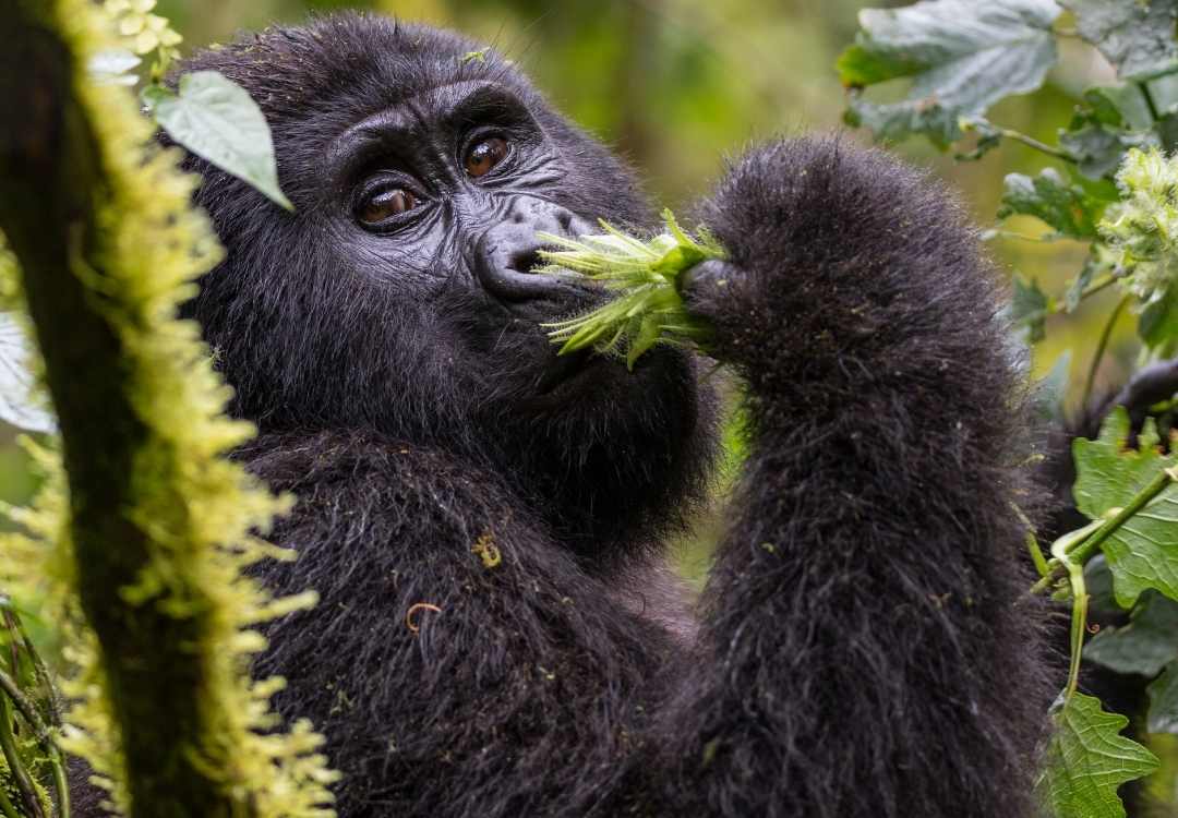 Mountain gorilla in Rwanda forest