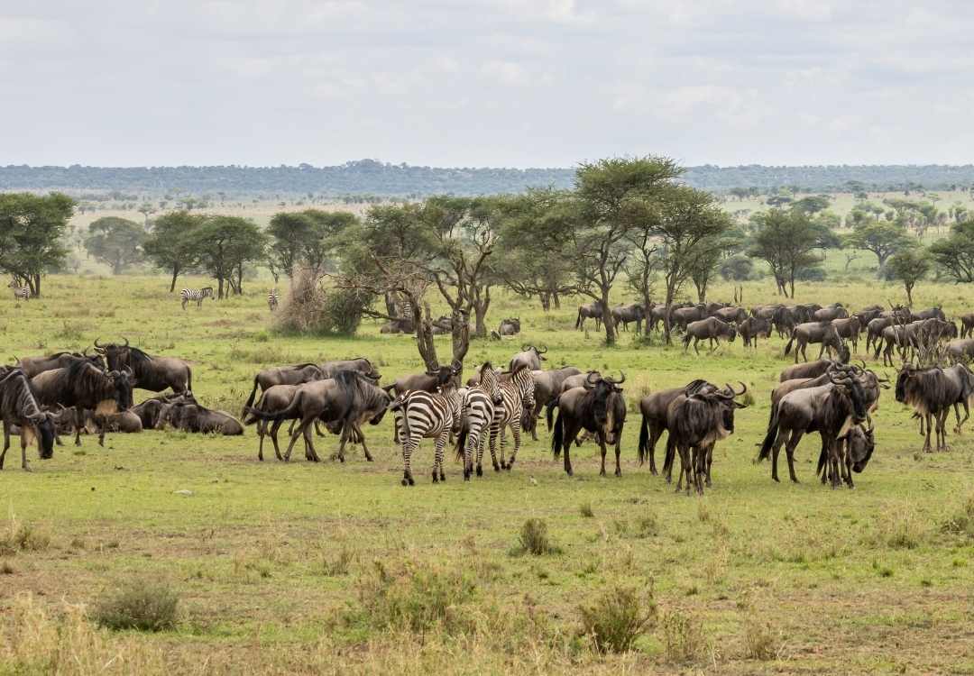 Wildebeest and zebra safari in East Africa