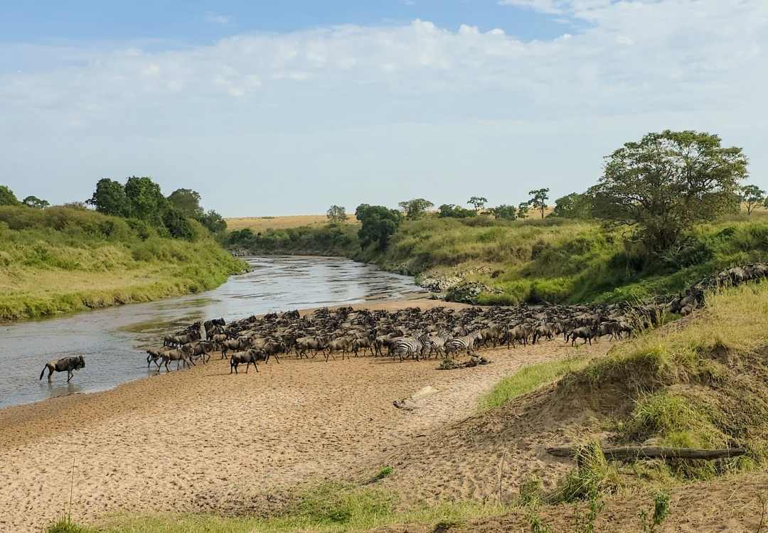 Wildebeest herd crossing river during Great Migration