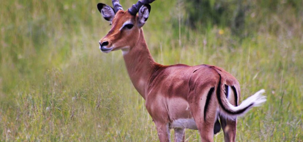 7 Days 6 Nights Ngorongoro, Serengeti, Tarangire Safari