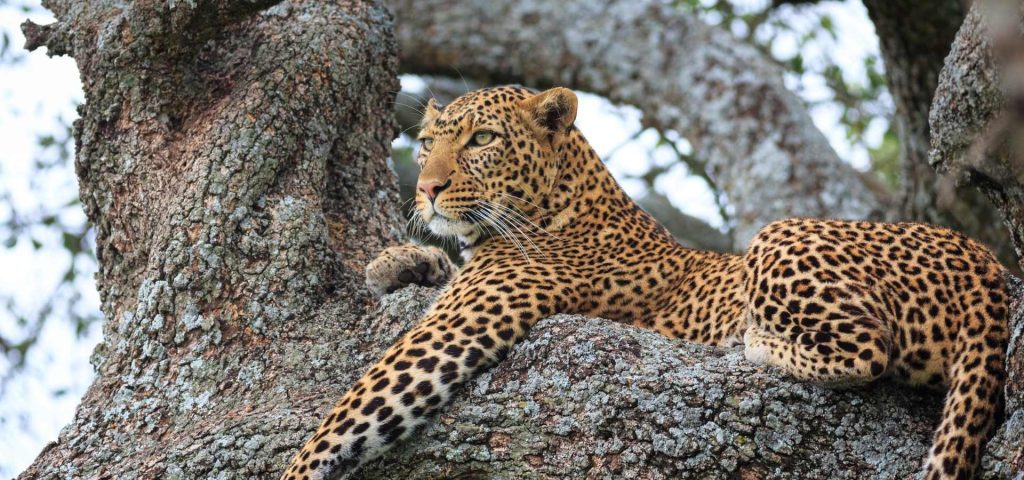 Leopard in Serengeti National Park