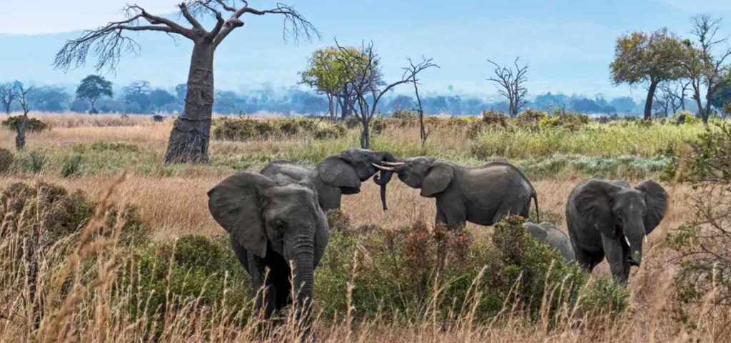 5 Days 4 Nights Safari to Selous Game Reserve and Mikumi National Park