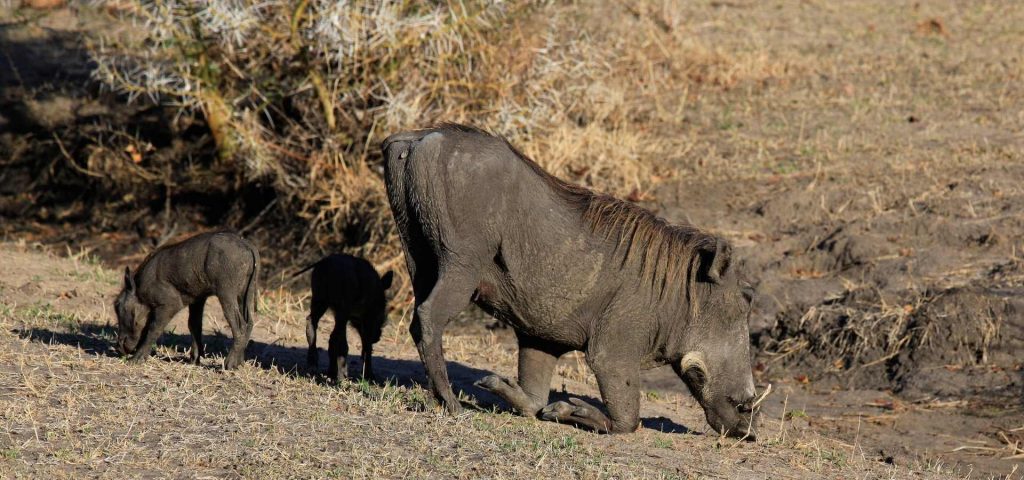 3 Days 2 Nights Safari to Selous Game Reserve