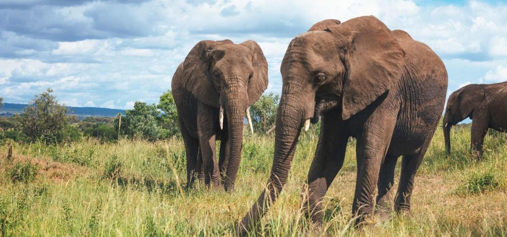 3 Days 2 Nights Ngorongoro – Tarangire National Park