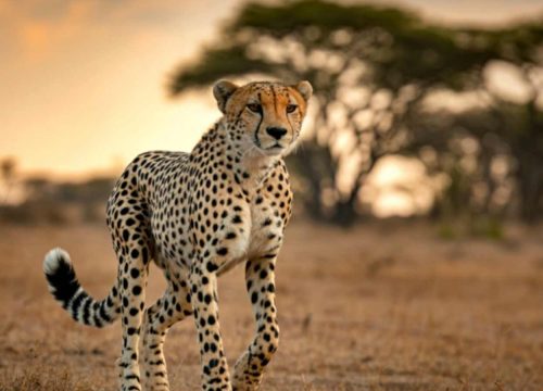 Serengeti National Park in Africa: A Comprehensive Guide