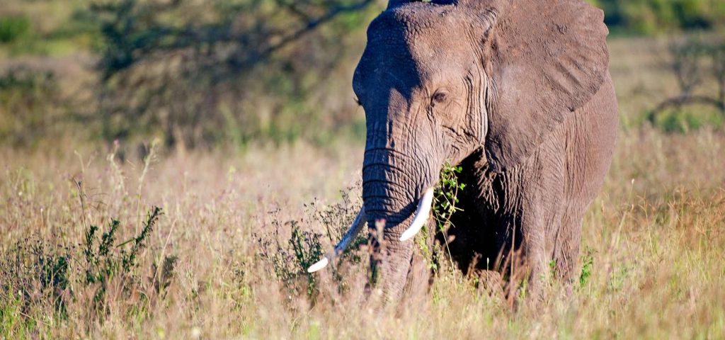 elephant in serengeti(3)