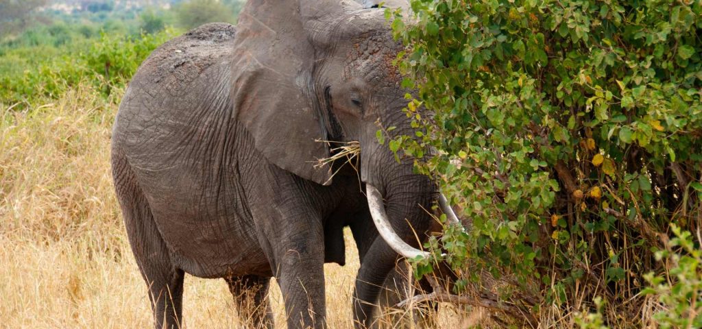 6 Days 5 Nights Safari to Tarangire, Serengeti, Ngorongoro, Lake Manyara