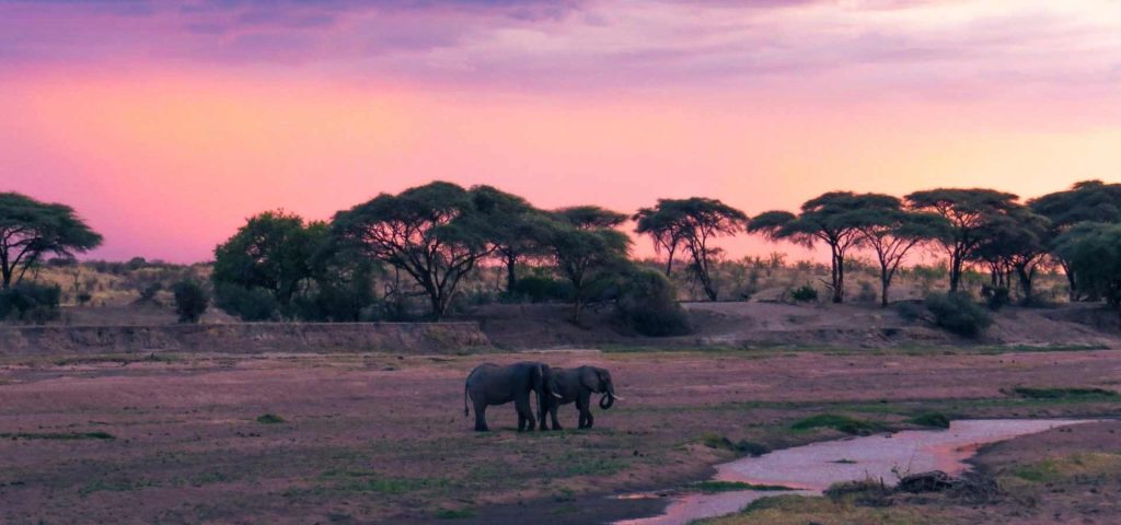 4 Day Safari To Ruaha National Park