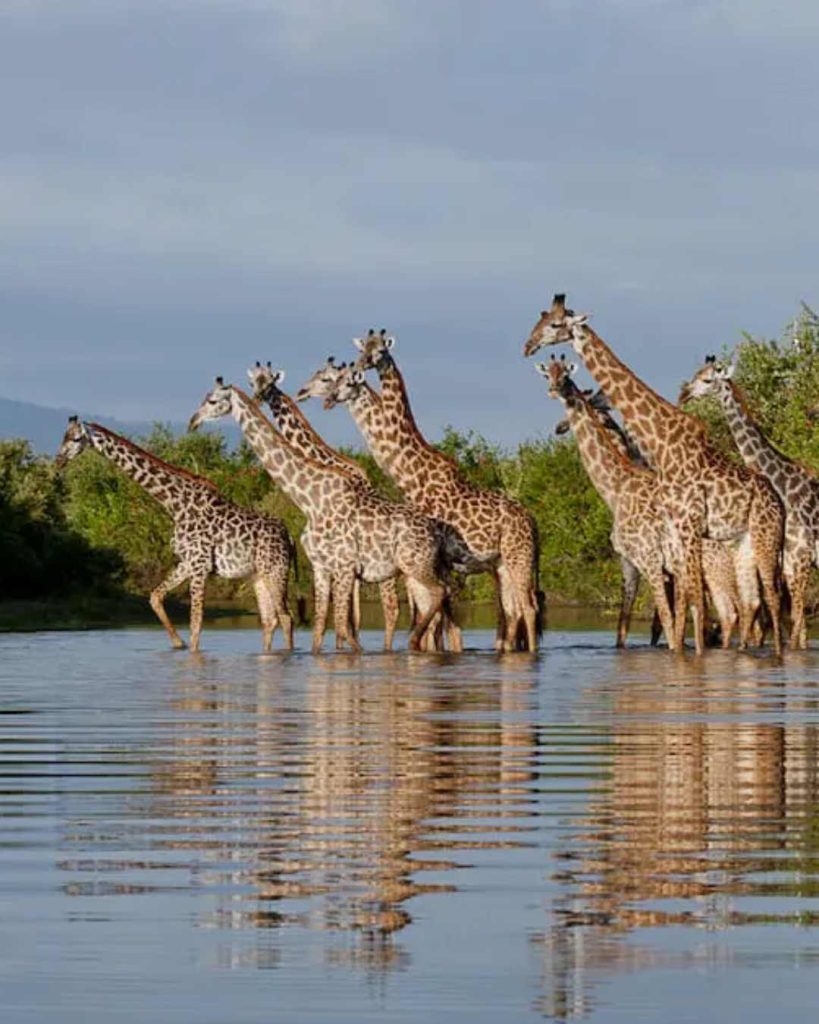 Southern Tanzania Safaris