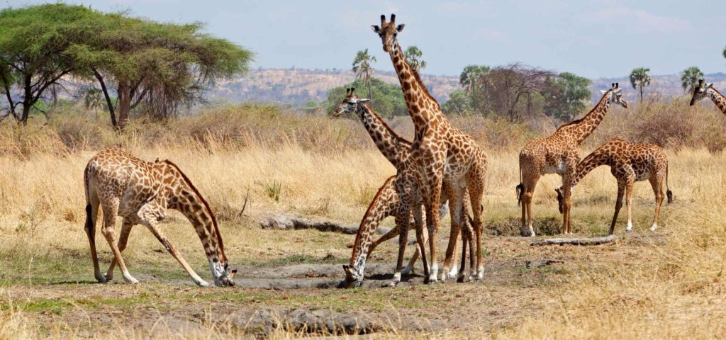 6 Days 5 Nights Safari to Selous, Mikumi and Ruaha