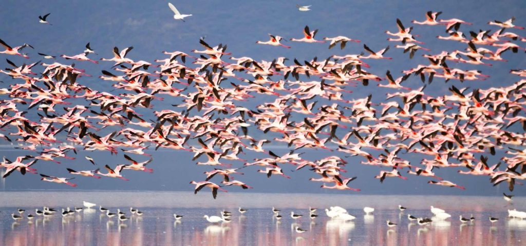 8 Days 7 Nights Safari to Ngorongoro, Serengeti, Lake Manyara