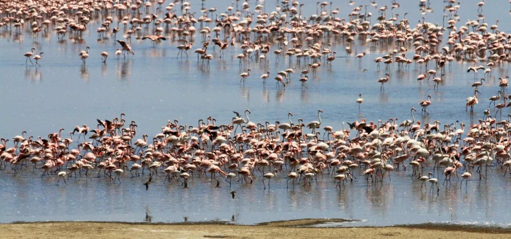 lake manyara(6)