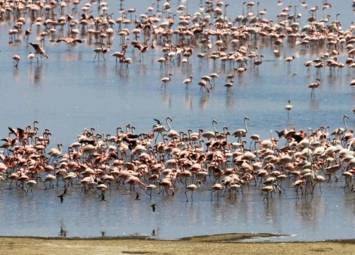 Lake Manyara National Park Safari Guide