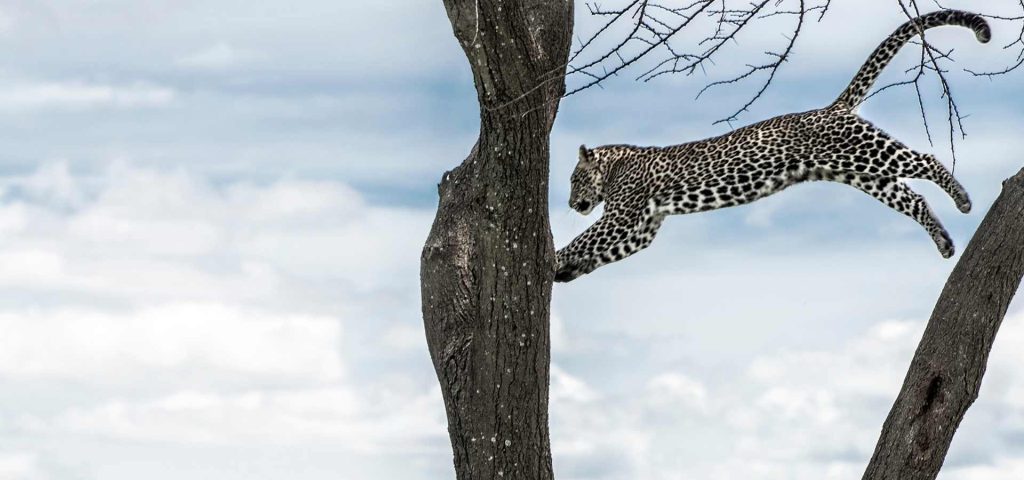 leopard in Serengeti(1)