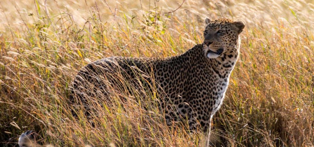 leopard serengeti(2)
