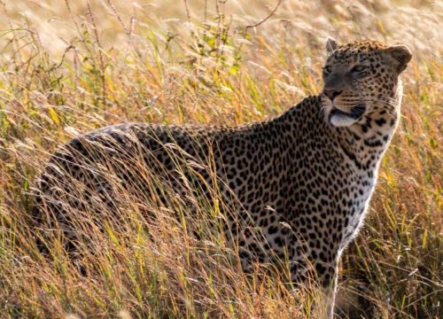 Tanzania Safaris Trips