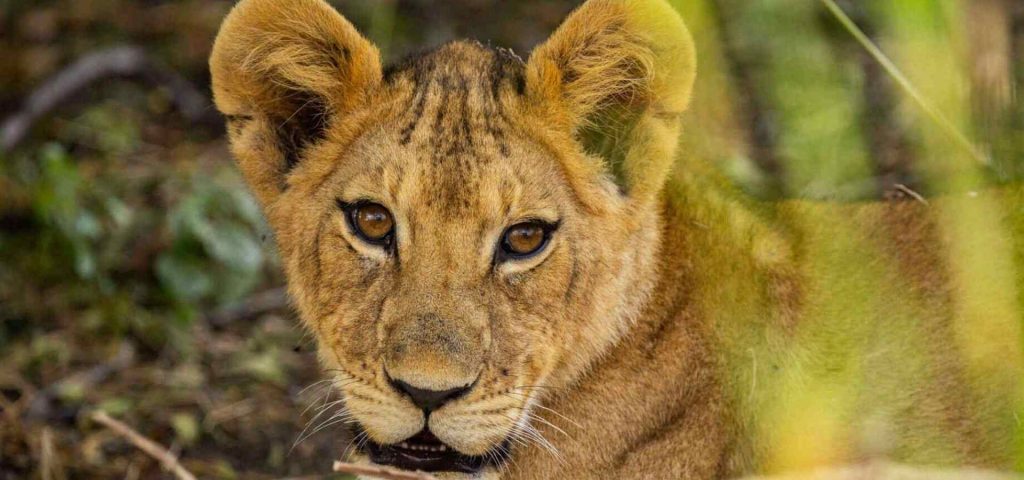 2 Days Ruaha Safari from Dar es Salaam