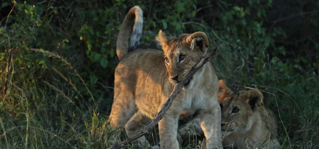 4 Days 3 Nights Ngorongoro – Tarangire National Park Safari