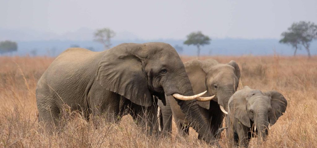3 Days 2 Nights Mikumi National Park Safari