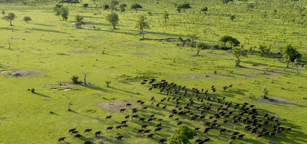 4 Days 3 Nights Safari at Mikumi and Selous Game Reserve