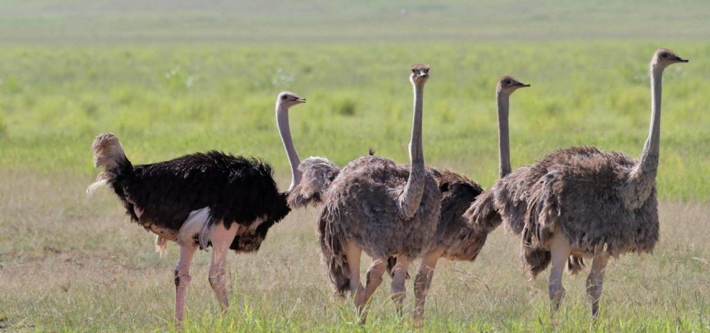 ostrich ngorongoro