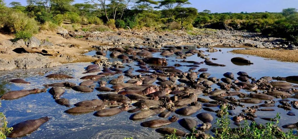 6 Days 5 Nights Ruaha, Mikumi, Selous Safari