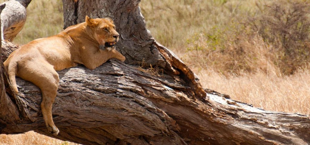 serengeti lion on tree