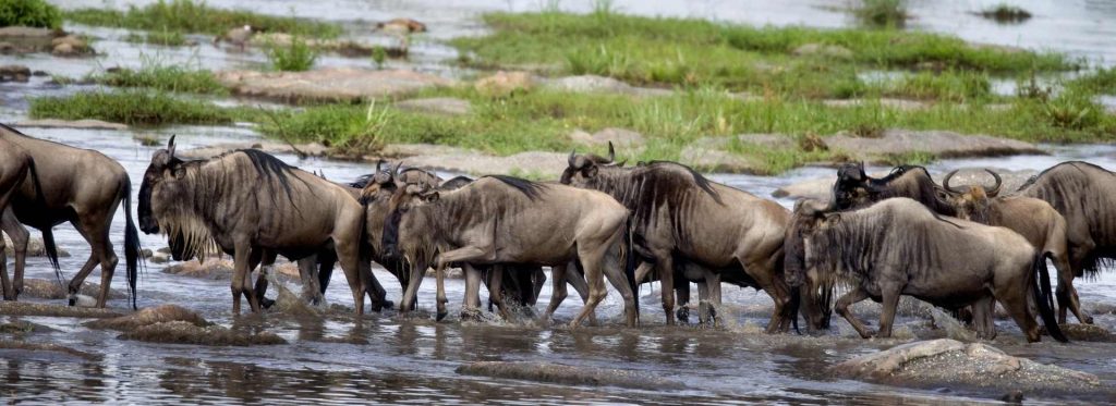 Northern Circuit Safaris