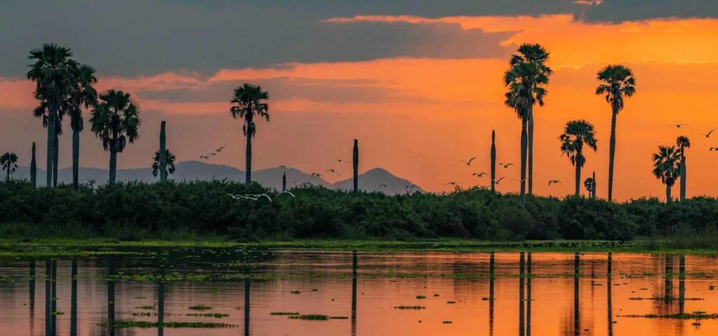 6 Days 5 Nights Mikumi, Selous, Ruaha Safari
