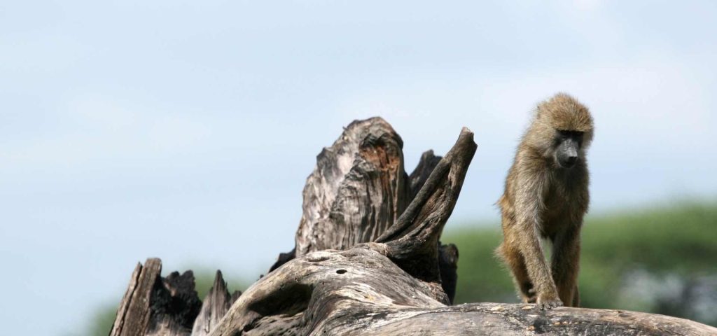 6 Days 5 Nights Safari to Tarangire, Ngorongoro, Lake Manyara