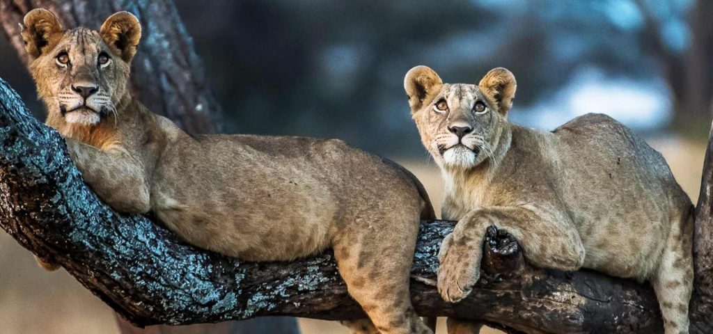 tree climbing lions,manyara