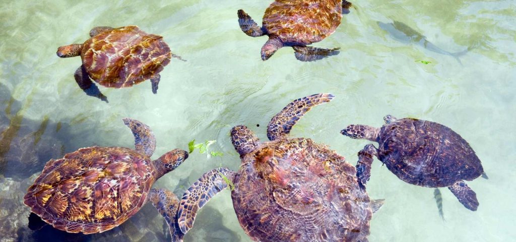 6 Days Zanzibar Excursions