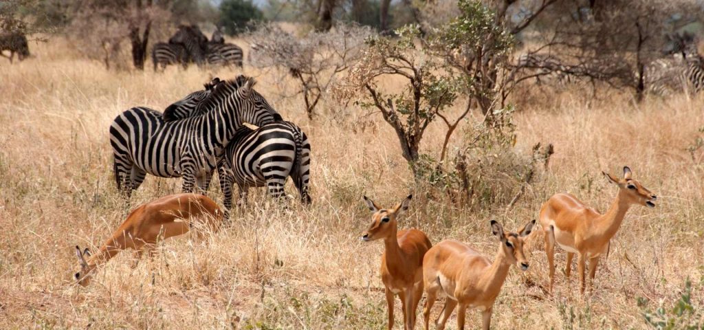zebra and antelope in Tarangire