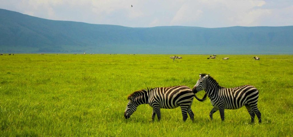 7 Days 6 Nights Safari to Ngorongoro, Serengeti, Lake Manyara National Park
