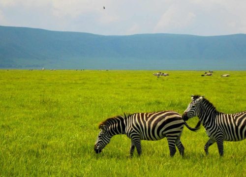 Ngorongoro Crater Safari Guide