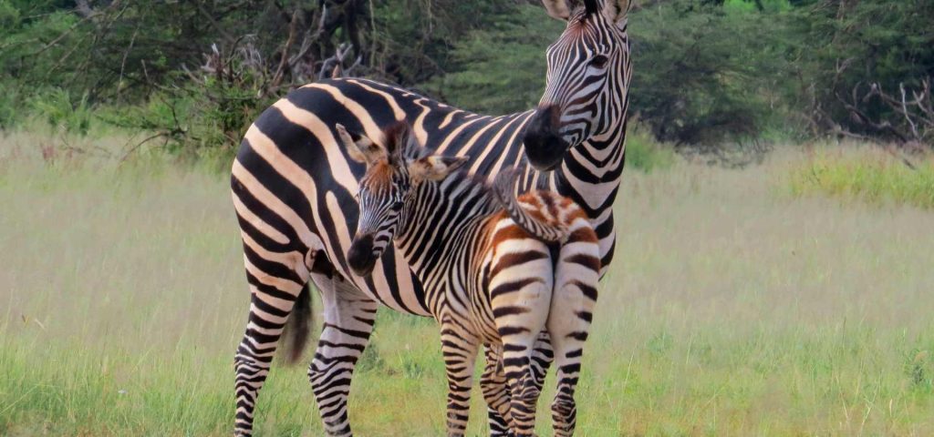 3 Days 2 Nights Ruaha National Park Safari