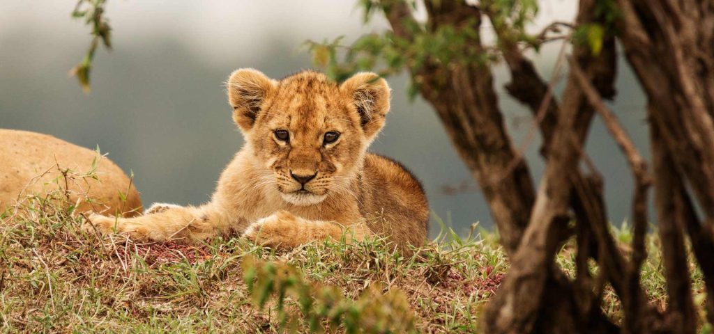 3-Day Masai Mara Group Safari