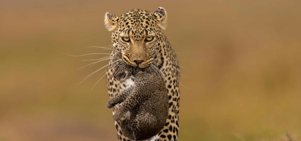 2-Day Maasai Mara Safari from Nairobi
