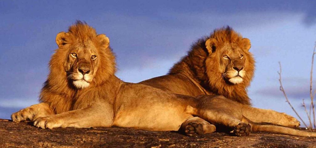 3-Day Tsavo East & Tsavo West Safari