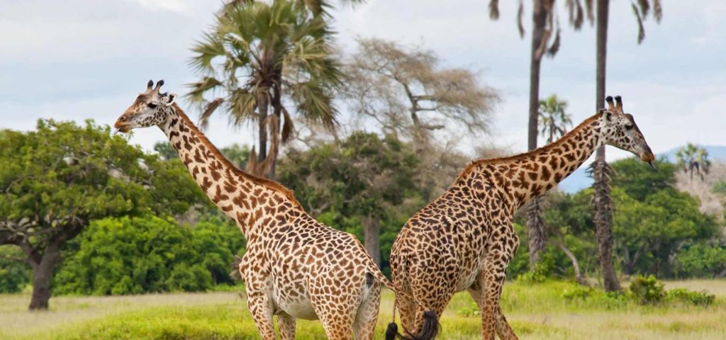 4 Days 3 Nights Katavi National Park Safari
