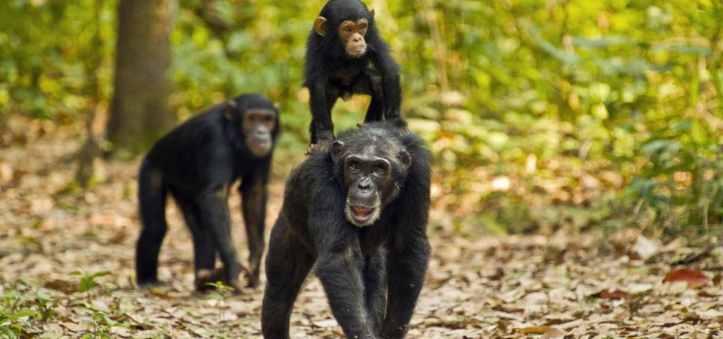 4 Days 3 Nights Safari to Gombe Forest and Kigoma