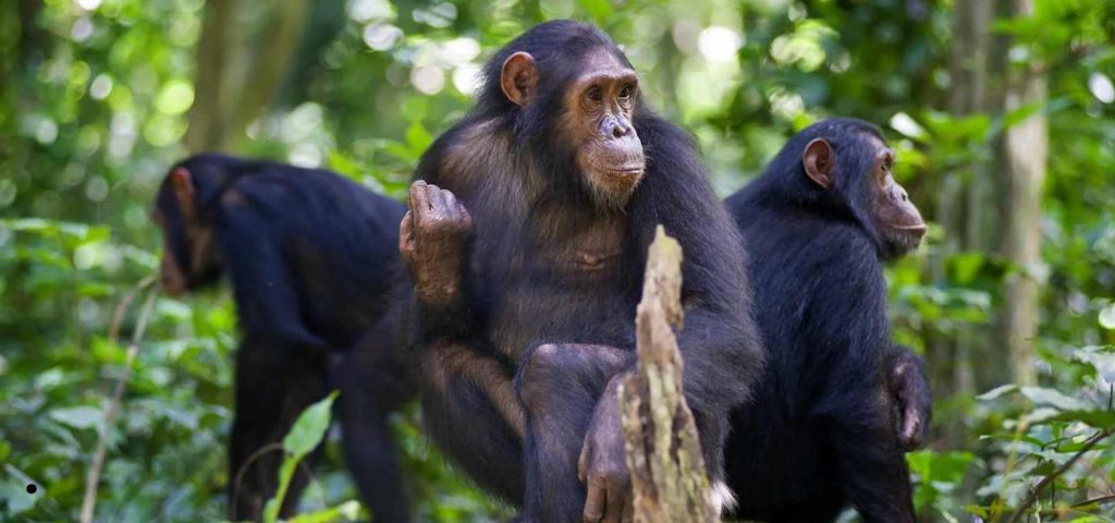 5 Days 4 Nights Kigoma and Gombe Forest Safari