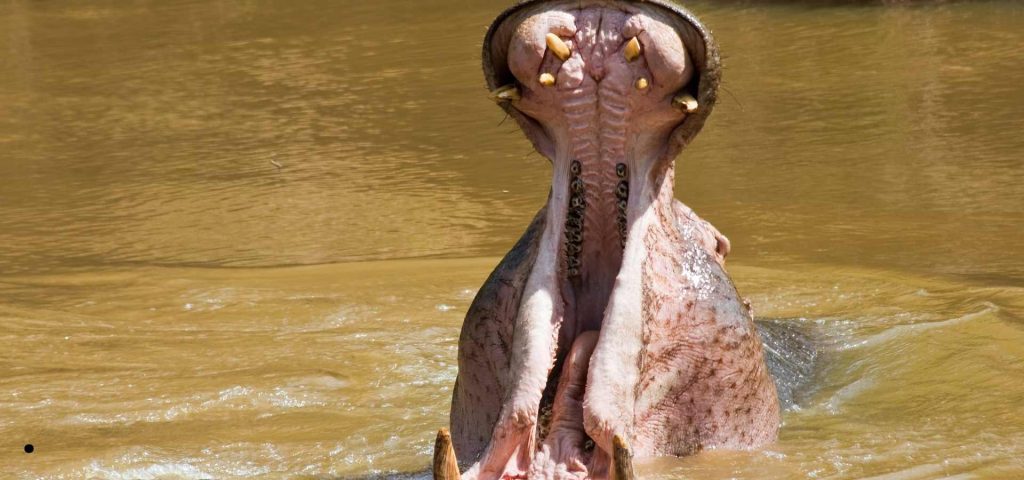 5 Days 4 Nights Katavi National Park Safari