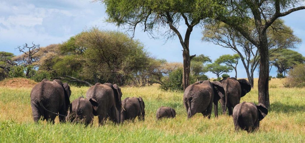 4 days 3 nights tarangire, ngorongoro, lake manyara national park