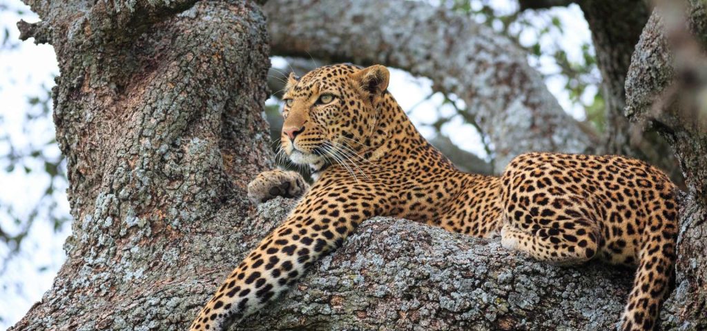 5 days 4 nights ngorongoro, serengeti, lake manyara national park